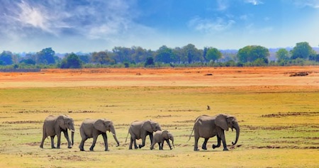 Luangwa Valley Compressed Thumbnail copy