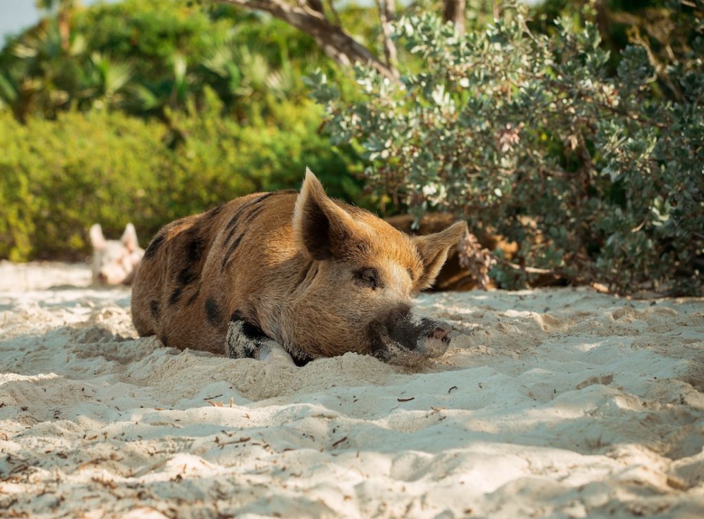 Pig Beach Bahamas