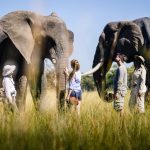 Stanley's Sanctuary Camp Elephants