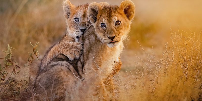Kruger Lion Cubs