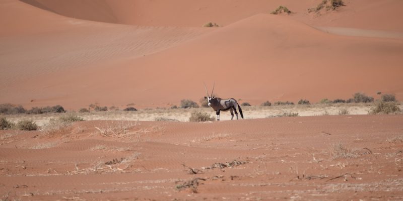 Our Desert Safari Wildlife