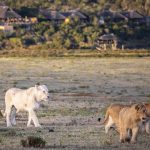 Pumba Msenge Bush Lodge Lions